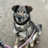 Alva bereit für Liebe, Leben und Lernen, Hündin zur Adoption