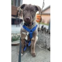 Toffie - wartet in 57577 Hamm, Hündin zur Adoption