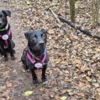 Yuna🌼und Anouk🌸 suchen ein Zuhause, Hündin zur Adoption