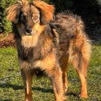 Elfi - sensible kleine Herzenhündin, Hündin zur Adoption