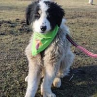 Ein Platz zum Heilen gesucht für Remus, Hund zur Adoption