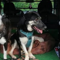 🐶💧 Liebe Hündin Sora 💧🐶, Hündin zur Adoption