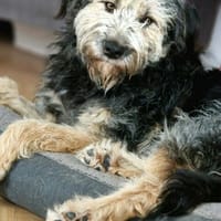 Fritzi - ist aktiv&geht gerne spazieren!, Hund zur Adoption