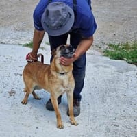 🆘‼🆘Herz in NOT = RUBY sucht ♥, Hündin zur Adoption