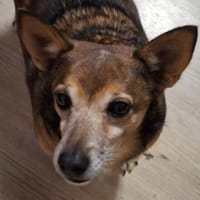 Forky seine Vermittlung ist dringend !!!, Hund zur Adoption