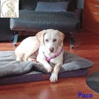 Paco  der hübsche Hauptgewinn, Hund zur Adoption