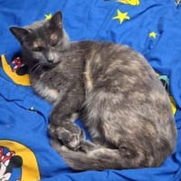 Valentina  sanfte Russisch-Blau-Mix, Katze zur Adoption