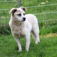 Pinti - goldiger, kleiner Jungrüde, Hund zur Adoption