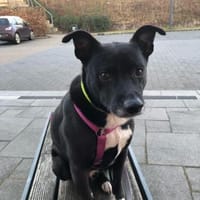 Der kleine Migo möchte ankommen, Hund zur Adoption