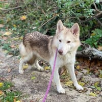 Wölfchen suchen ihr zu Hause, Hund zur Adoption