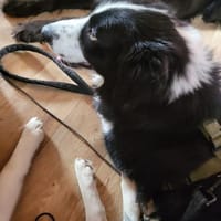 ARKANI - klare Regeln machen erfolgreich, Hund zur Adoption