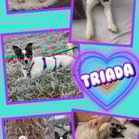 Hündin Triada auf PS in 86637, Hündin zur Adoption