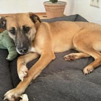 Wer schenkt Kanja ein Zuhause?, Hündin zur Adoption