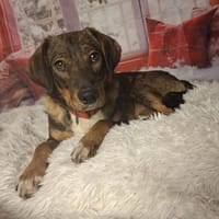 Teamplayerin Ashy sucht tolles Team, Hündin zur Adoption