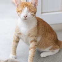 Niko sucht liebevolles Zuhause, Kater zur Adoption