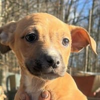 Oana, klein, süß, sucht Zuhause, Hündin zur Adoption