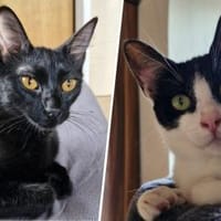 Pantera & Bianchina Juventina..., Katze zur Adoption