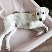 RAFFALELLO - sucht sein Zuhause, Hund zur Adoption