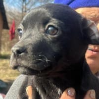 Odilia, Schnuckelchen sucht Zuhause, Hündin zur Adoption