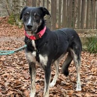 Clover ist anhänglich & harmonisch, Hund zur Adoption