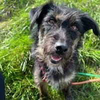 Schwänzchenwedelnd ins Glück - Polly, Hündin zur Adoption