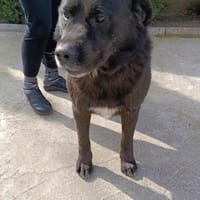 Tim ❤ jetzt auf Pflegestelle in Zittau, Hund zur Adoption