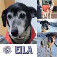 EILA* Dame lieb bescheiden unkompliziert, Hündin zur Adoption