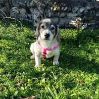 Karam sucht ein Zuhause, Hund zur Adoption