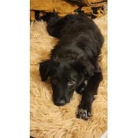 Perlie - wartet in 76437 Rastatt, Hündin zur Adoption