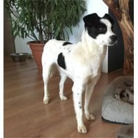 Sookee -wartet in 54497 Morbach, Hündin zur Adoption