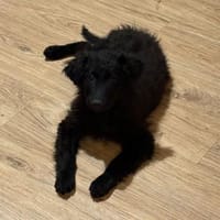 💙Momo💙 sucht ein schönes Zuhause, Hund zur Adoption