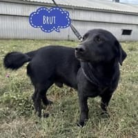 Brut ein kleiner Traumhund, Hund zur Adoption
