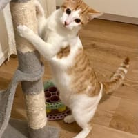 Valongo, Kater zur Adoption