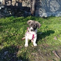 Adem sucht ein Zuhause, Hund zur Adoption