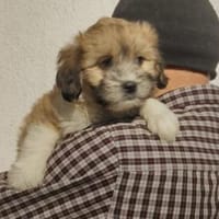 Pipo 23 cm (Dez 25) Pflegestelle, Hund zur Adoption