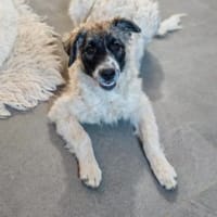 💕Amy💕 sucht eine liebe Familie, Hündin zur Adoption