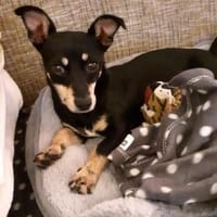 Klein Tonkitu ist so ein toller Schatz!, Hündin zur Adoption