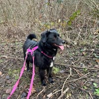 💕Parmida💕 sucht ihre Menschen💕, Hündin zur Adoption