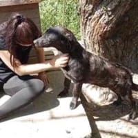 Moritz 38 cm (Pflegestelle), Hund zur Adoption