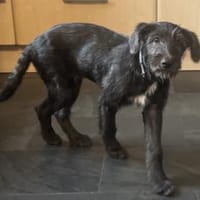 Lara hofft auf ein gutes Leben, Hündin zur Adoption