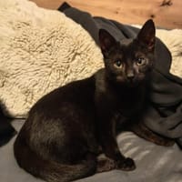 Kater Salem sucht sein Für-immer-Zuhause, Kater zur Adoption