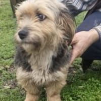 Roxana 30 cm, Hündin zur Adoption