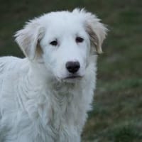 Sullo möchte seine Menschen finden, Hund zur Adoption