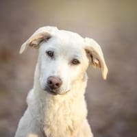 Dalia sucht engen Familienanschluss, Hündin zur Adoption