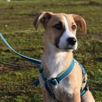 Paolina sucht ihre Familie, Hündin zur Adoption