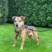 Finn - fröhlich und energiegeladen, Hund zur Adoption