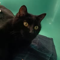 VERGLAS C, chat à adopter