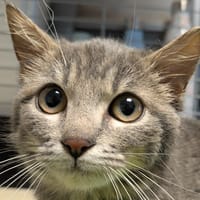 Miel [Chaton], chatte à adopter