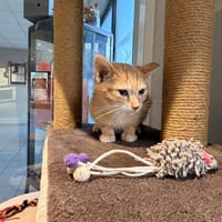 ALOA, chatte à adopter