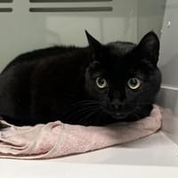 OSCAR, chat à adopter